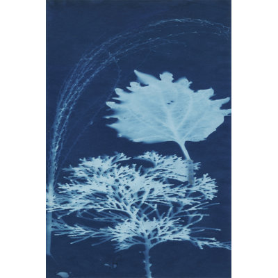 Cyanotype No.13 by Jenna Guthrie - Wrapped Canvas Print