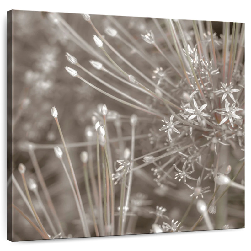 Harnek argent alliums