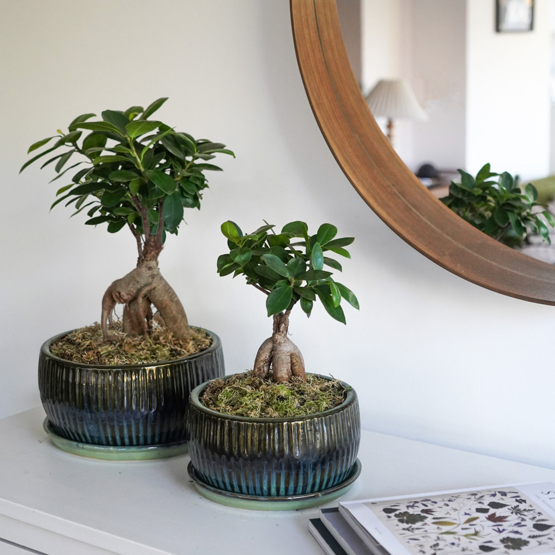Pair of Round Reactive Glaze Bonsai Planter with Saucer