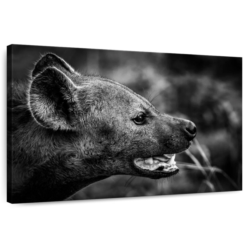 Hyène en monochrome