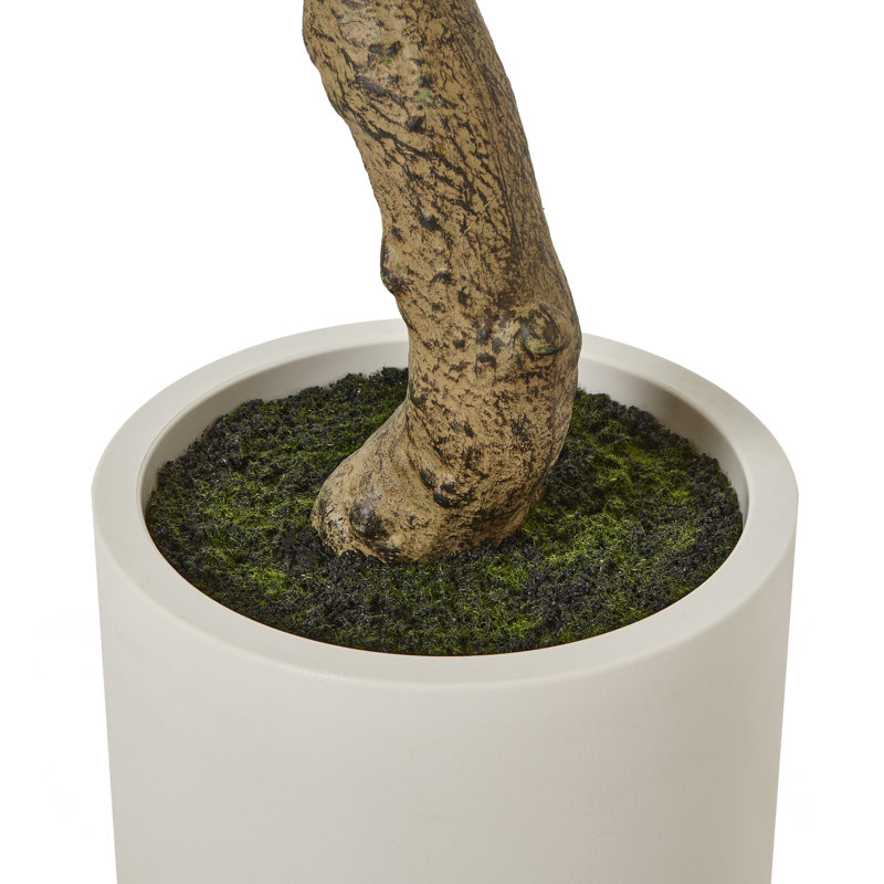 Andaiye Plant in Pot, 200cm H x 20cm W x 20cm D