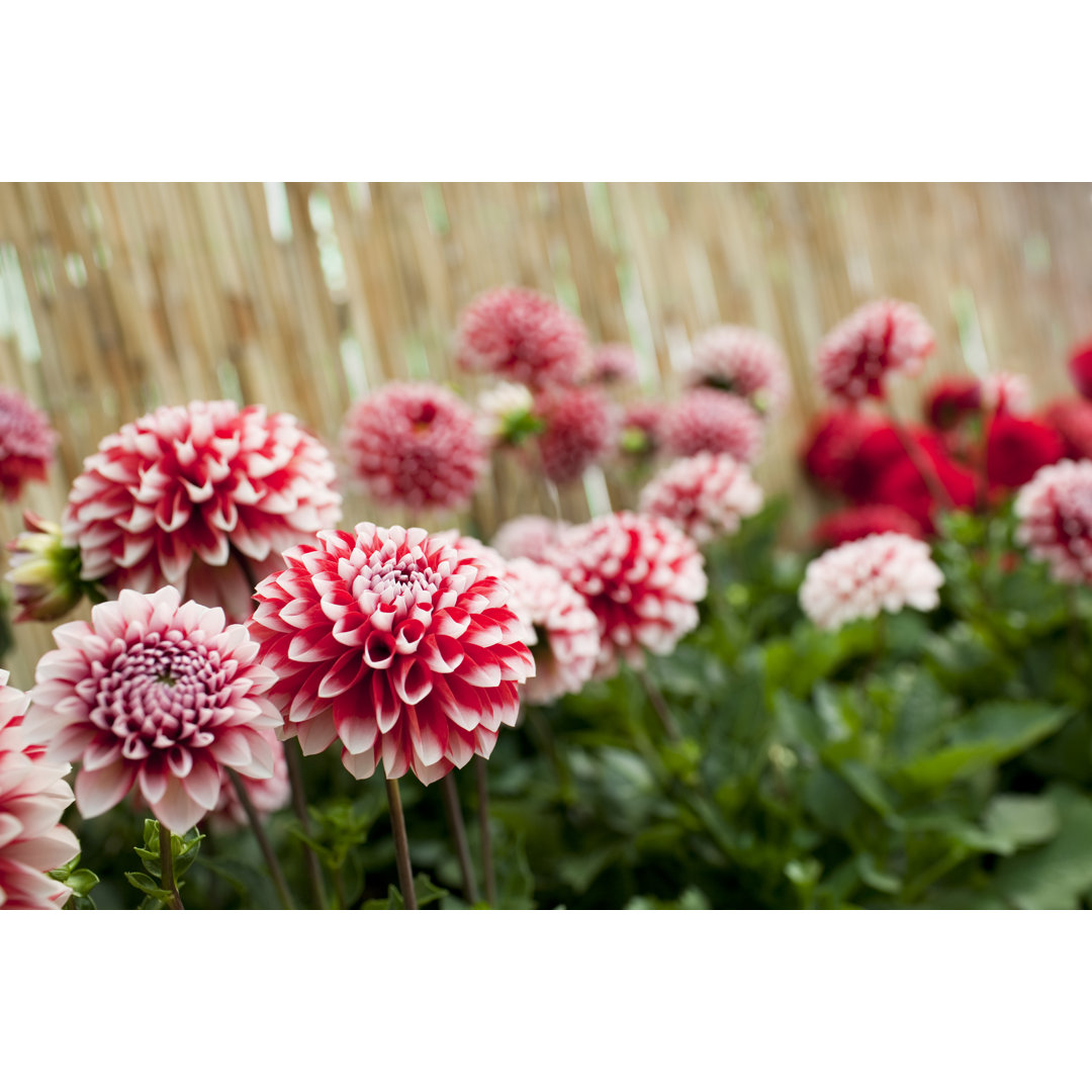 Dahlien in Blüte von LordRunar - Druck auf Leinwand ohne Rahmen