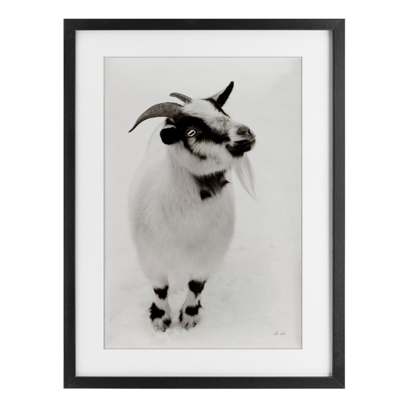 «White Little Goat», reproduction sous verre encadrée par Deborah Revell, H 20 po x l 14 po, Cadre noir minuit