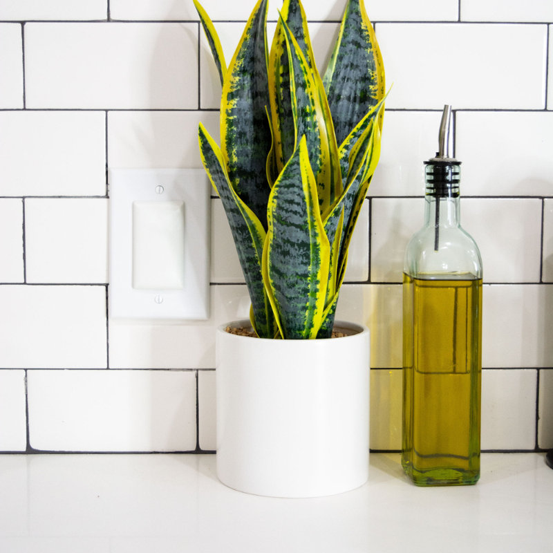 Qdos StayPut Double Outlet Plug - 18 Pack