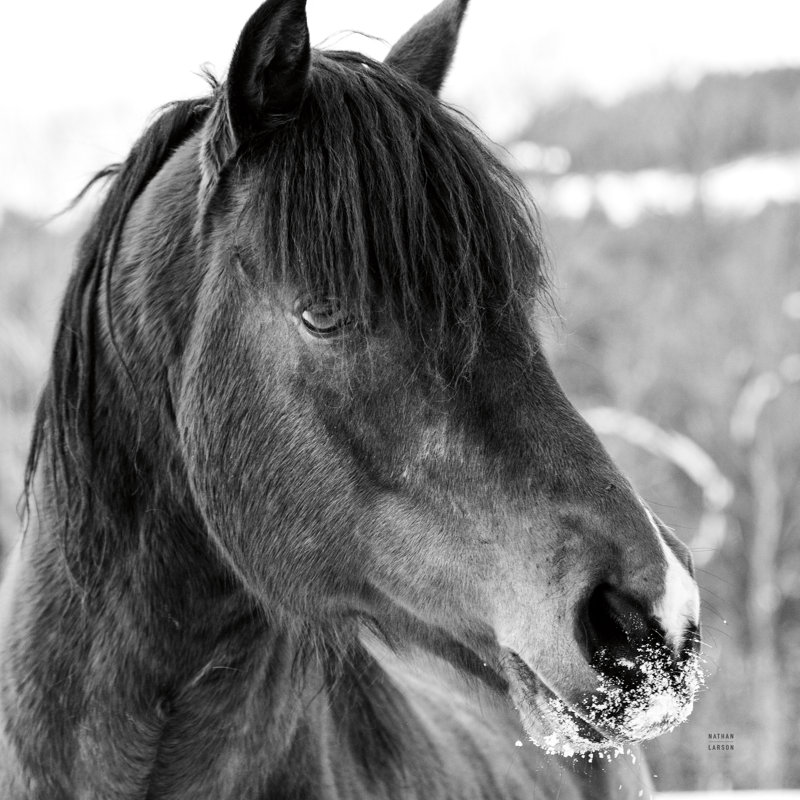 Winter Horse I by Nathan Larson - Wrapped Canvas Art Prints, 51cm H x 51cm W x 3.8cm D