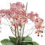Orchids Arranged in Fiberstone Planter-427188113