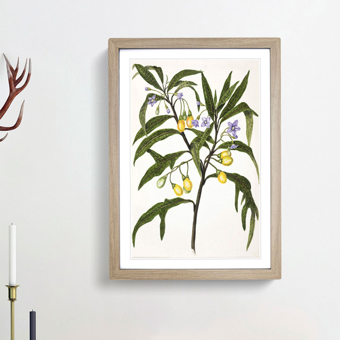 Poroporo Flowers by Sarah Featon - Picture Frame Painting Print