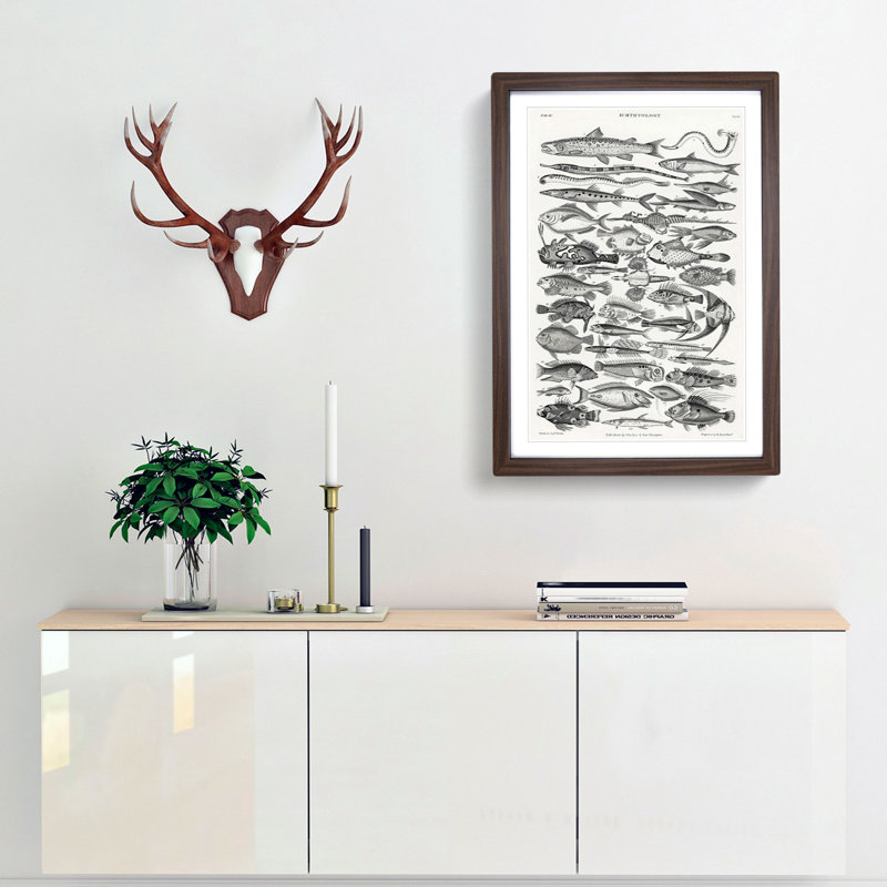 Study of Fish XLVH by Oliver Goldsmith - Framed Print, Walnut Framed, 36cm H x 27cm W x 2cm D