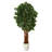 72'' Faux Lychee Tree in Clay Planter
