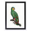 An Orange Winged Amazon Parrot by F. Levaillant - Single Picture Frame Painting-55544795-55544797