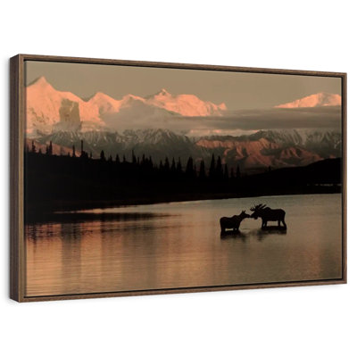 Courting Moose In Wonder Lake