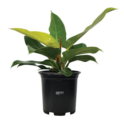 Nature's Way Farms Philodendron Moonlight Live Plant Tall in Growers Pot