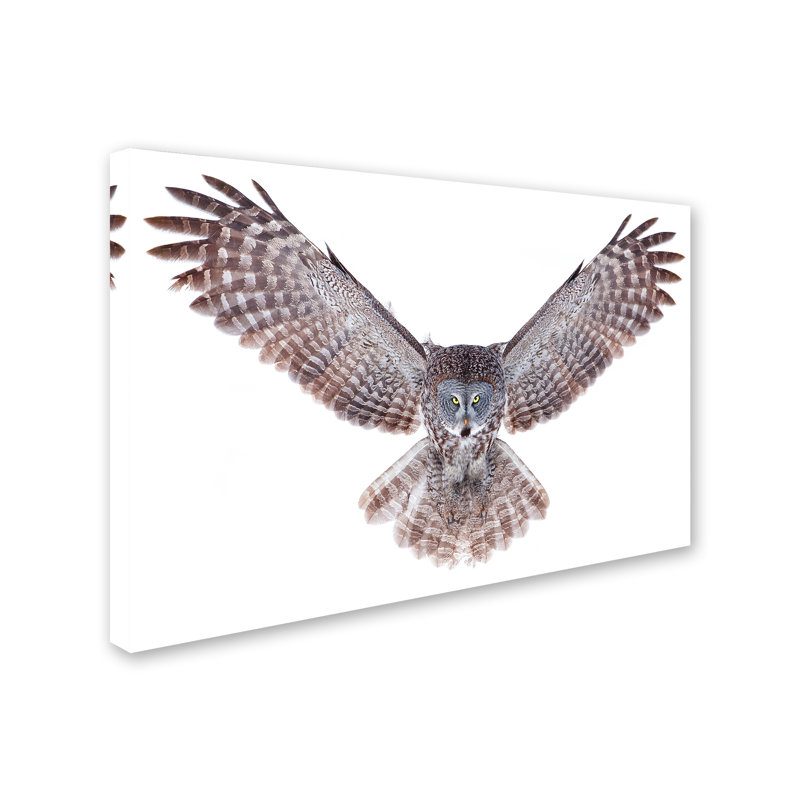 « great grey hibou », impression sur toile tendue, H 12 po x l 19 po