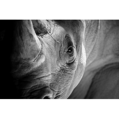 " Rhino Portrait " by Sherrodphoto