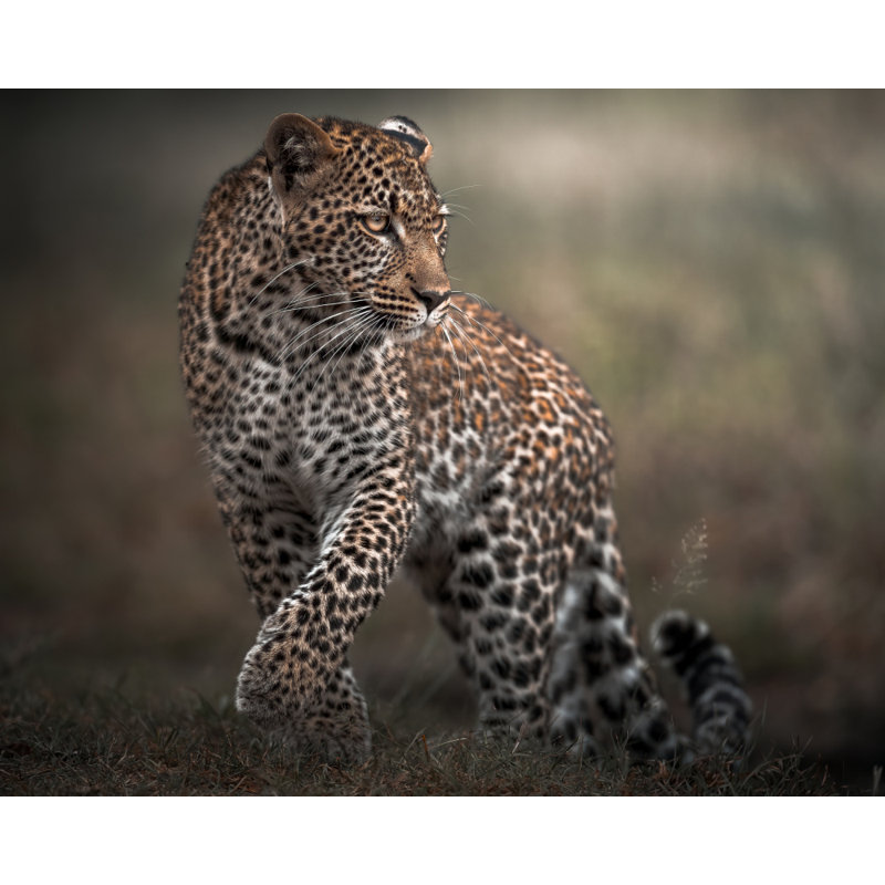 Wrapped Canvas Print, 81.28 cm H x 121.92 cm W
