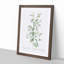 Hedge Rose in White by Pierre-Joseph Redoute - Picture Frame Painting Print-55580008-55580016
