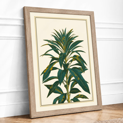 Study Botanical - Framed Print