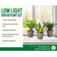 Live Low Light Houseplant Set-109179380
