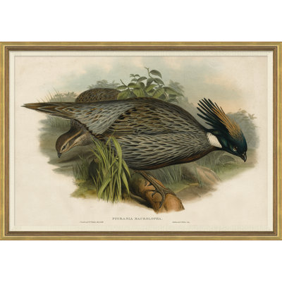 Pheasants from Goulds