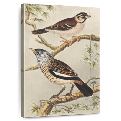 Brampt Twee Vogels Op Takken