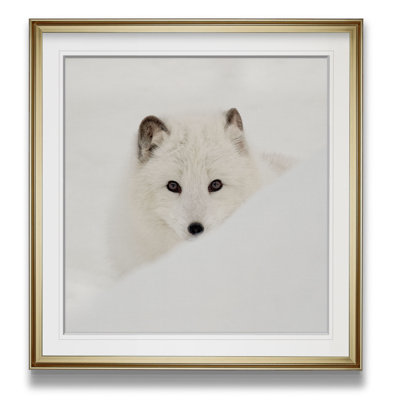 " Arctic Fox "