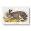 Polar Hare by J.W. Audubon - Wrapped Canvas-55322394