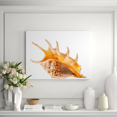 Coquille d'araignée, photographie sur métal