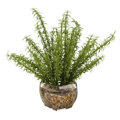 Springeri branches dans un cube de verre