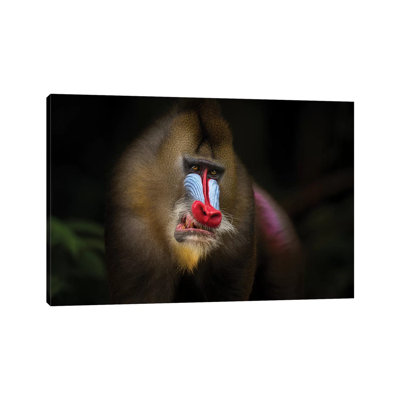 Mandrill dans la jungle