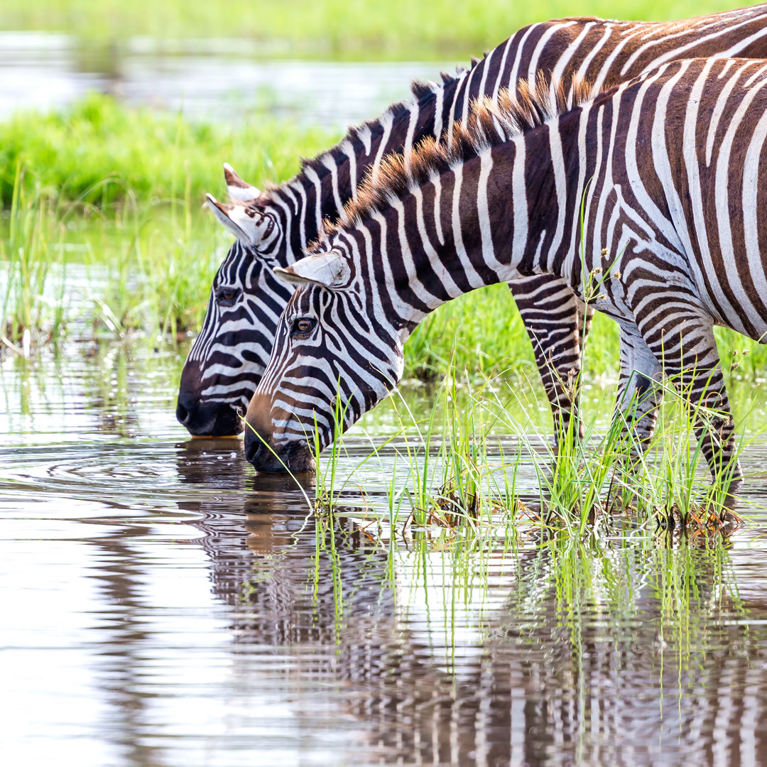 Zebras Are Drinking Water von 1001slide - Leinwand Kunstdrucke