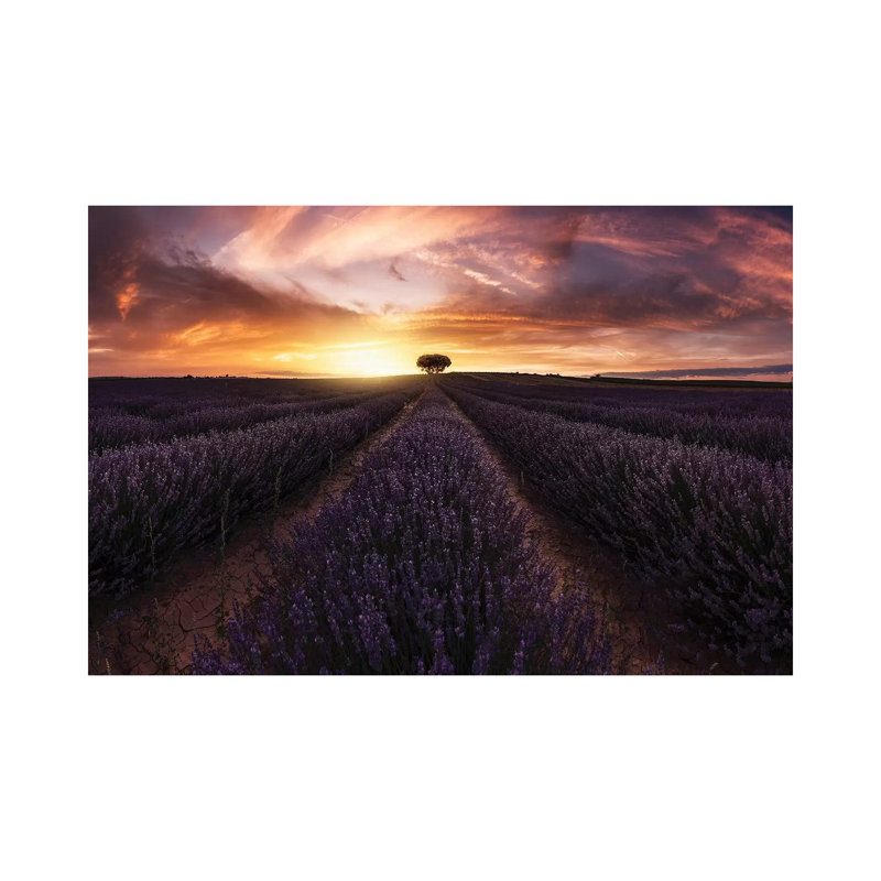 Lavender Sunset by Jorge Ruiz Dueso - Wrapped Canvas Print, 45.72cm H x 66.04cm W x 1.91cm D
