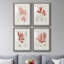 Vintage Coral Study I - Ensemble de 4 reproductions de cadres photo-1130742211-1130742210