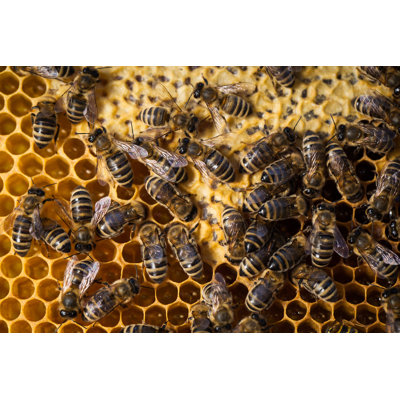 Nishaad Bees grouillant sur un nid d'abeilles