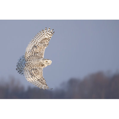 Hibou en vol V