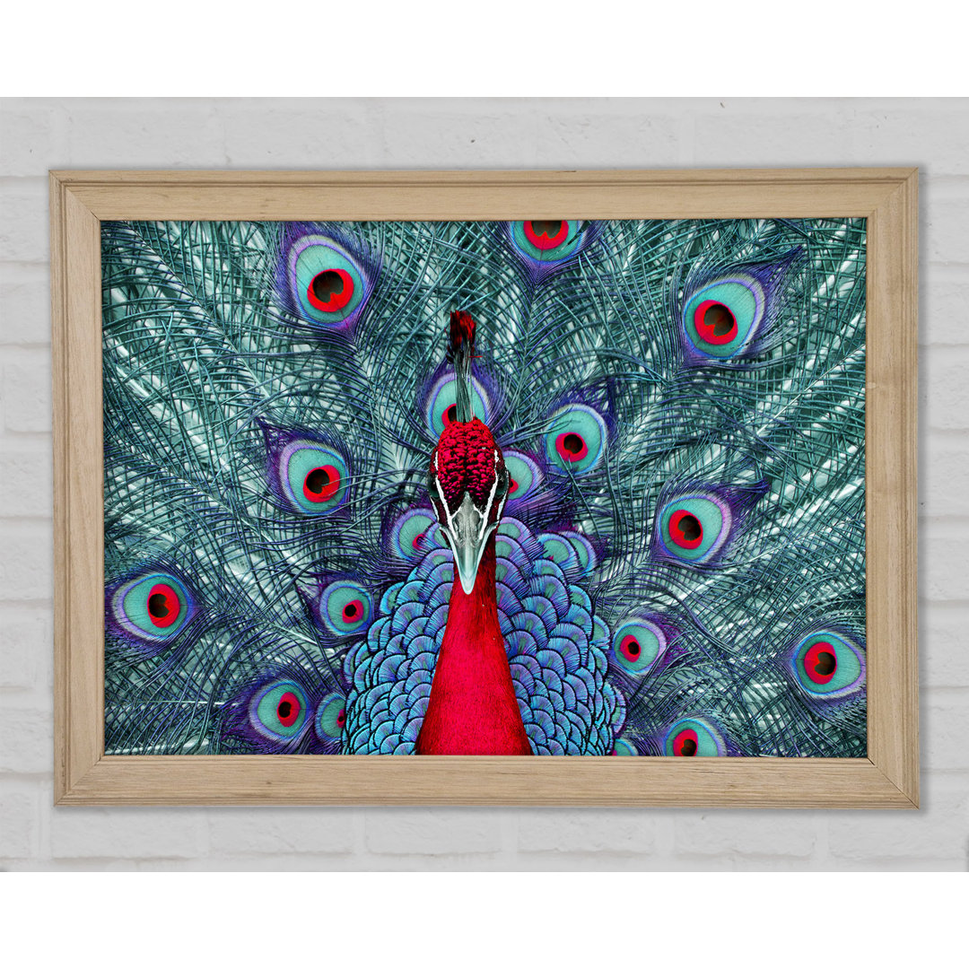 Hvidovre Peacock Beauty Gerahmter Druck Wandkunst