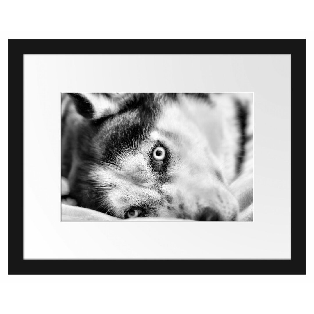 Gerahmtes Poster Husky im Bett mit Augen