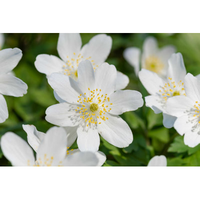 " Close Up Of Wood Anemone "