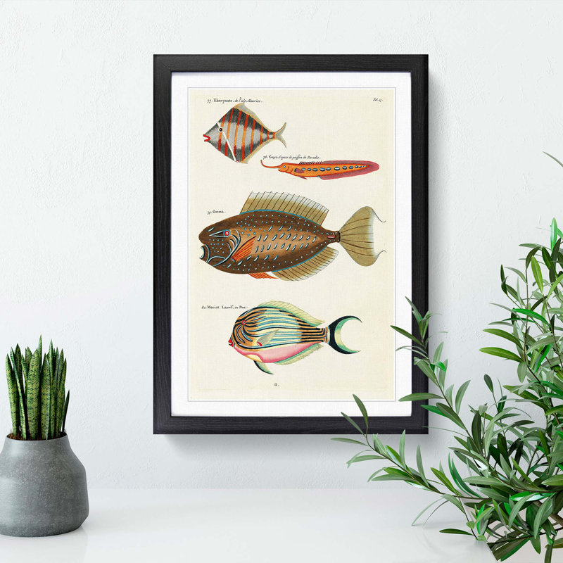 East Indies Fish Illustrations Fol. 13 by Louis Renard - Picture Frame Painting Print, 65cm H x 48cm W x 2cm D, Black Framed