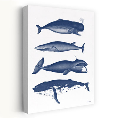 Baleine, art côtier