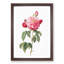 Gallic Rose in Pink by Pierre-Joseph Redoute - Framed Print-55578848-55578850