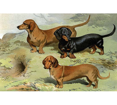 " Dachshunds " by Vero Shaw