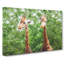 Two Giraffes Vol.2 - Wrapped Canvas-61853142