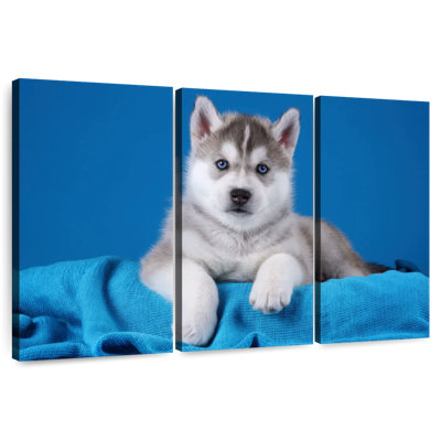 Brampt Blue Eyed Husky Puppy