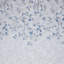Roodhouse Semi Sheer Curtain-594766439