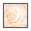 « rosé rose gros plan i », reproduction sur toile-34986420-72420371-72420376