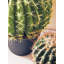 30cm Faux Cactus Plant in Pot