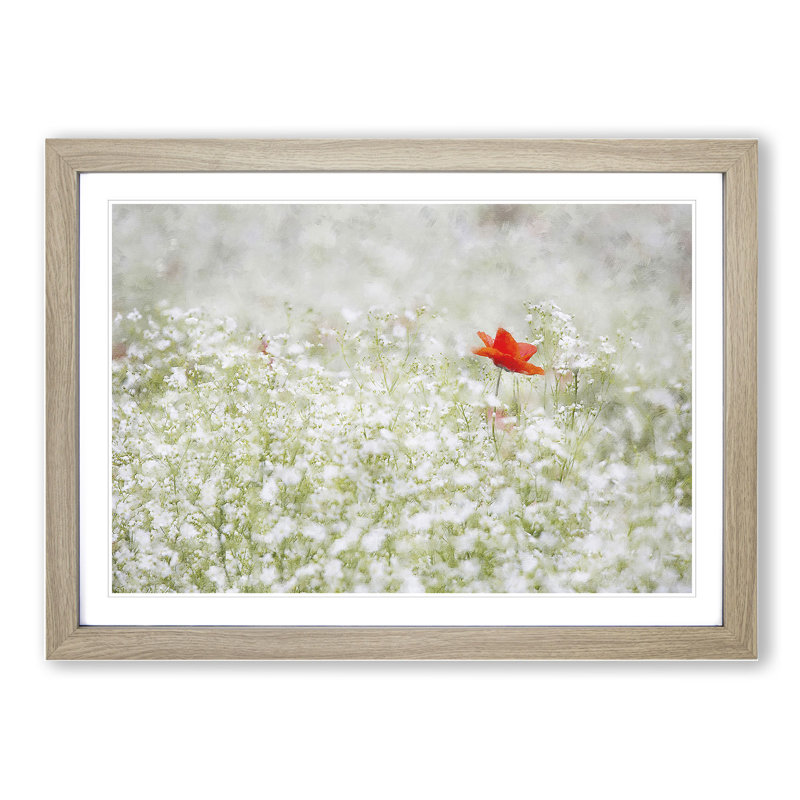 Lone Poppy Flower - Picture Frame Graphic Art, 27cm H x 36cm W x 2cm D, Oak Framed