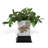 Chow Ceramic Pot Planter