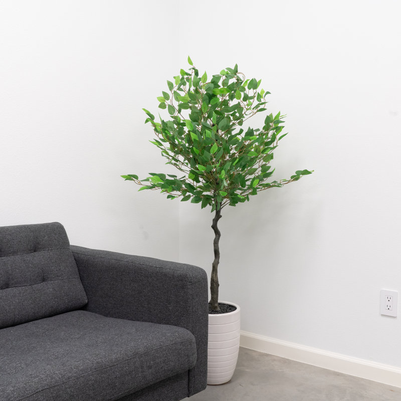 Arbre vert 5 pi dans un pot en céramique blanche, Vert