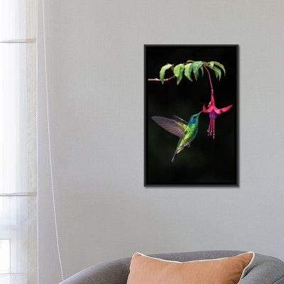 « green violetear, savegre, puntarenas province, costa rica par panoramique images », reproduction de photo sur toile tendue